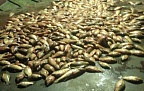 На Дону задержали "рыбных" браконьеров